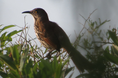 Toxostoma longirostre