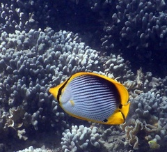 Chaetodon melannotus