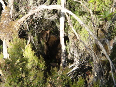 Thylogale billardierii