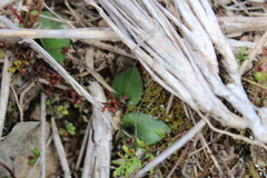 Eriochilus cucullatus
