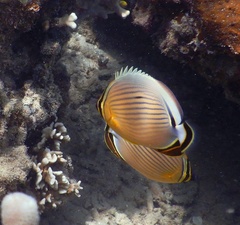 Chaetodon lunulatus