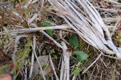 Eriochilus cucullatus
