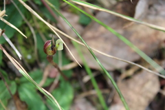 Chiloglottis trapeziformis