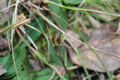 Chiloglottis trapeziformis