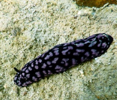 Phyllidiella pustulosa