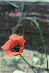 Papaver argemone