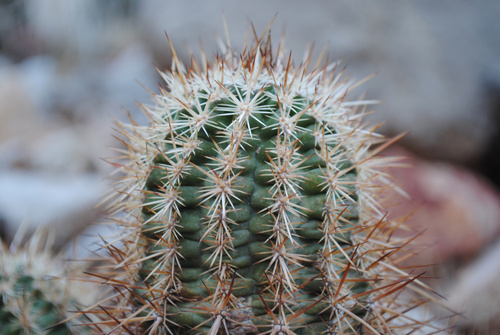 Echinocereus engelmannii