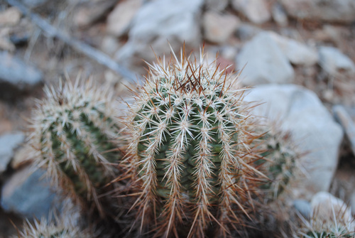 Echinocereus engelmannii