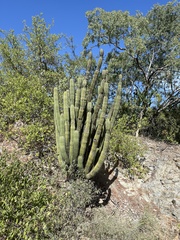 Stenocereus thurberi