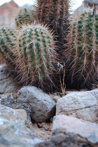 Echinocereus engelmannii