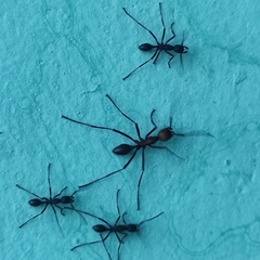 Eciton burchellii parvispinum