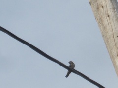 Hirundo rustica erythrogaster