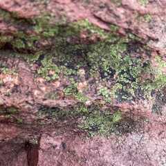 Rhizocarpon