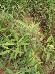 Xenostegia tridentata