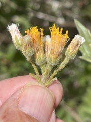 Bebbia atriplicifolia