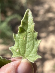 Bebbia atriplicifolia