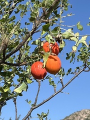 Ibervillea sonorae