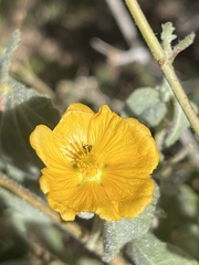 Abutilon californicum
