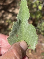 Abutilon californicum