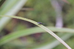 Metriorrhynchus simsoni