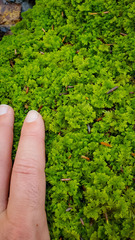 Trichocolea tomentella