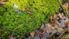 Trichocolea tomentella