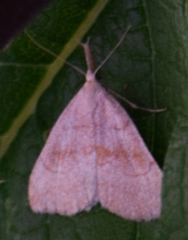 Phalaenostola metonalis