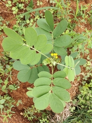 Senna uniflora
