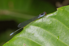 Pseudagrion pruinosum