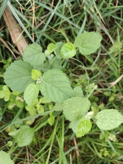 Sida cordifolia