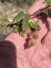 Mimosa tricephala