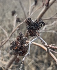 Taphrina robinsoniana