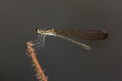 Heliocypha biforata