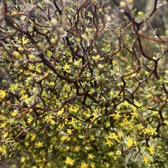 Corokia cotoneaster