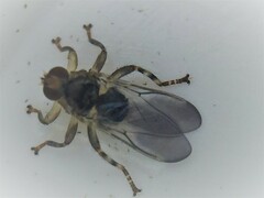 Hippoboscidae