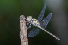 Cratilla lineata