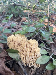 Ramaria formosa