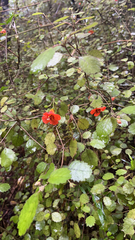 Rhabdothamnus solandri