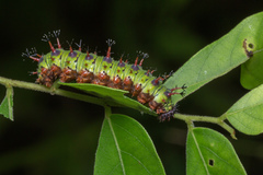 Limenitidinae