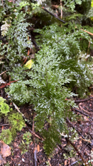 Hymenophyllum demissum