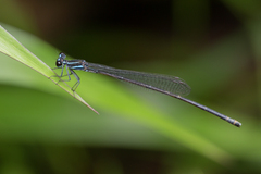 Prodasineura laidlawii