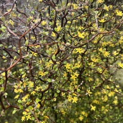 Corokia cotoneaster