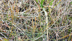 Equisetum variegatum
