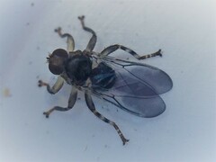 Hippoboscidae