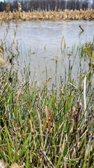 Equisetum variegatum