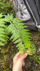Asplenium bulbiferum