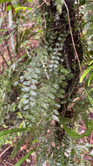 Blechnum filiforme