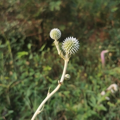 Echinops grijsii