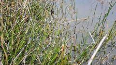 Equisetum variegatum