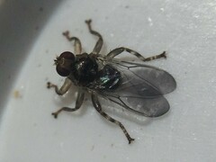 Hippoboscidae